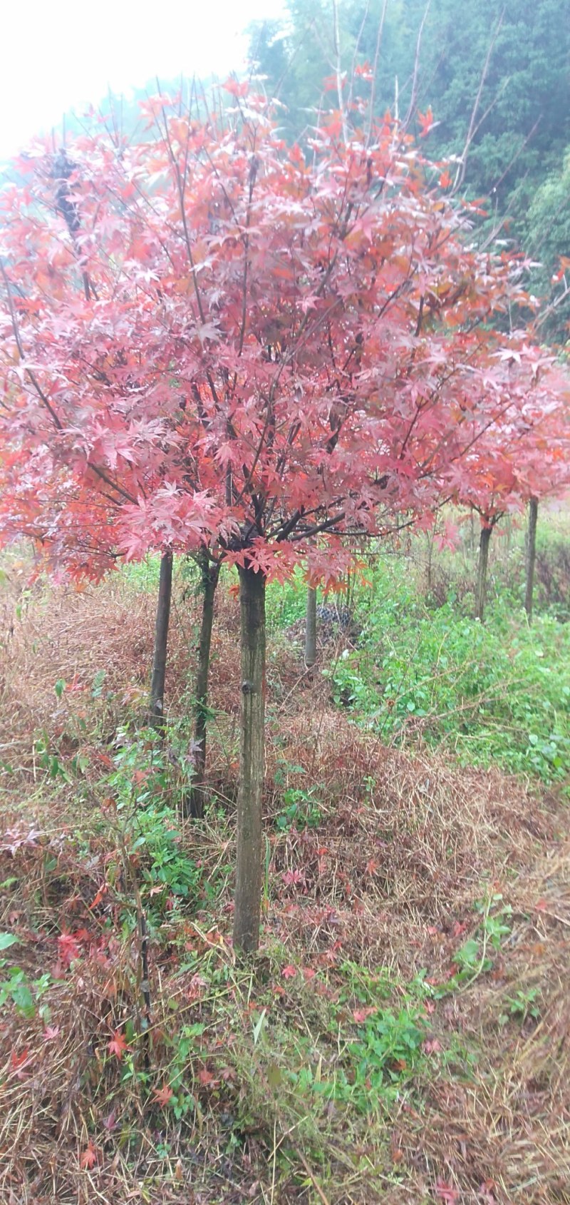 8到10公分红枫大量供应
