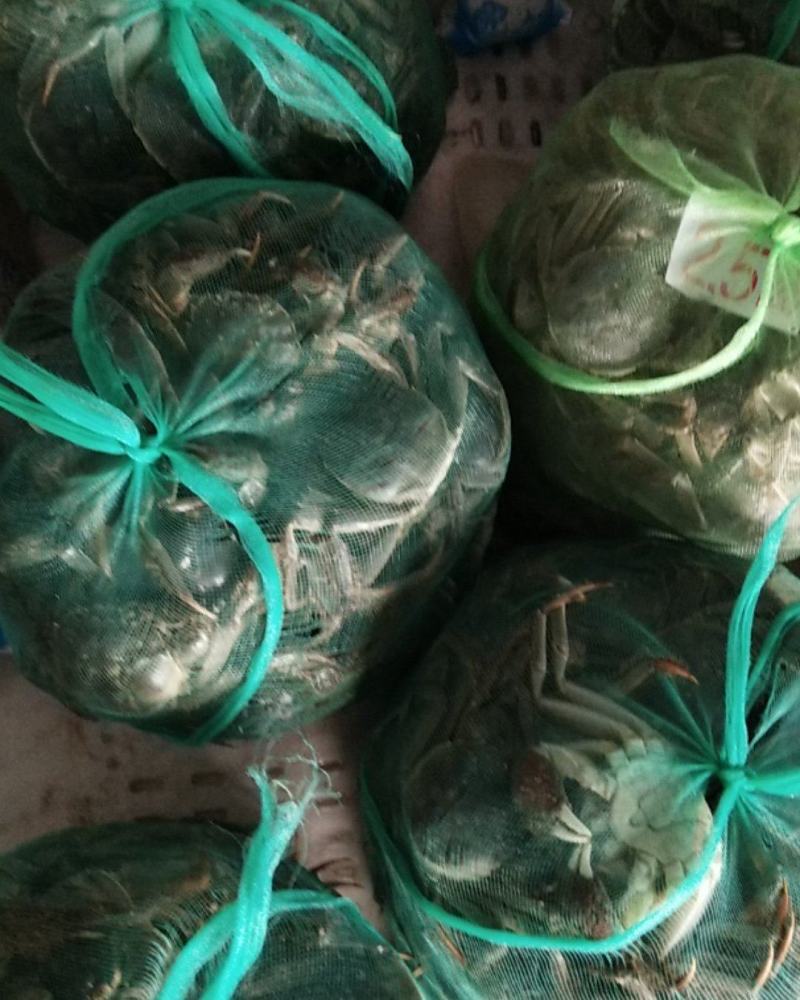 江苏南京固城湖大闸蟹高品质硬规格3两公蟹个个保肥满膏