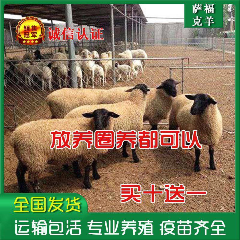 萨福克羊耐寒抗热出肉率高免费送货