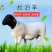 纯种杜泊绵羊一只也包邮免费送货到家赠送种公羊