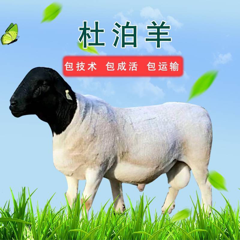 纯种杜泊绵羊一只也包邮免费送货到家赠送种公羊