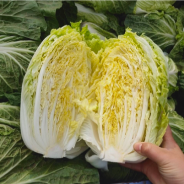 【精品】黄心大白菜山东产地直供量大从优