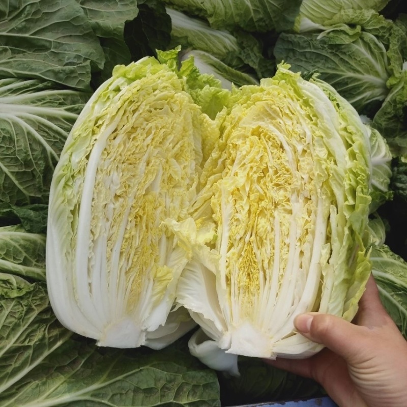 【精品】黄心大白菜山东产地直供量大从优