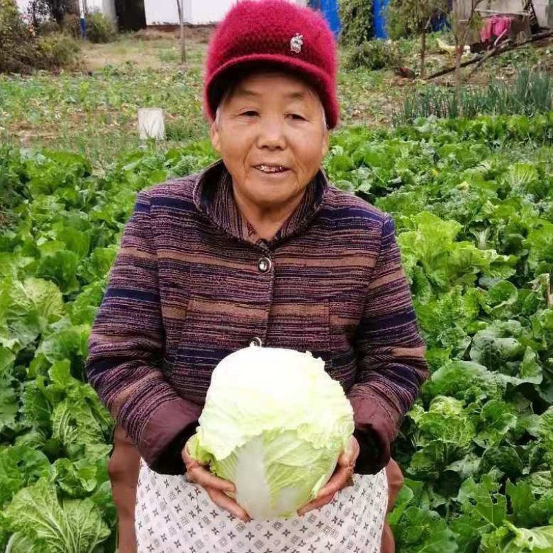 【精品】黄心大白菜山东产地直供量大从优