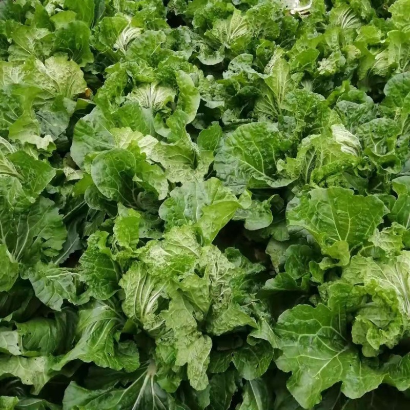 【精品】黄心大白菜山东产地直供量大从优