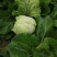 【精品】黄心大白菜山东产地直供量大从优