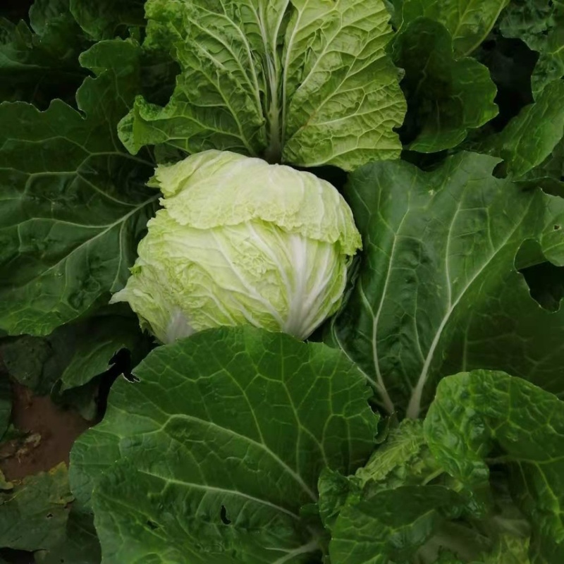 【精品】黄心大白菜山东产地直供量大从优