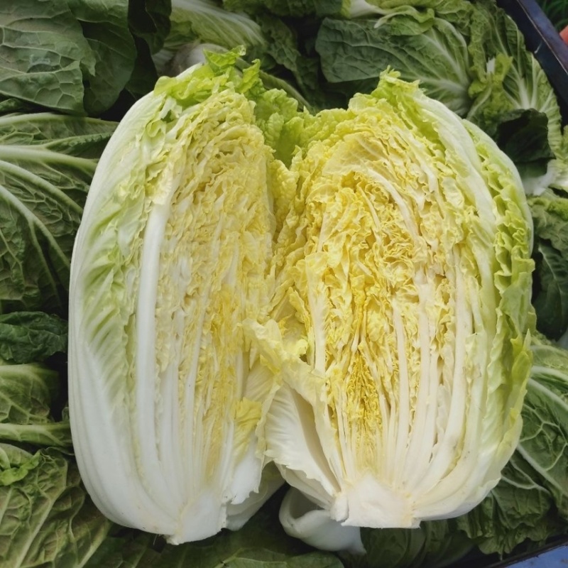 【精品】黄心大白菜山东产地直供量大从优