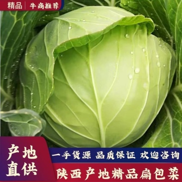 包菜，扁包菜，甘蓝，颜色绿，包的瓷实1~2公斤