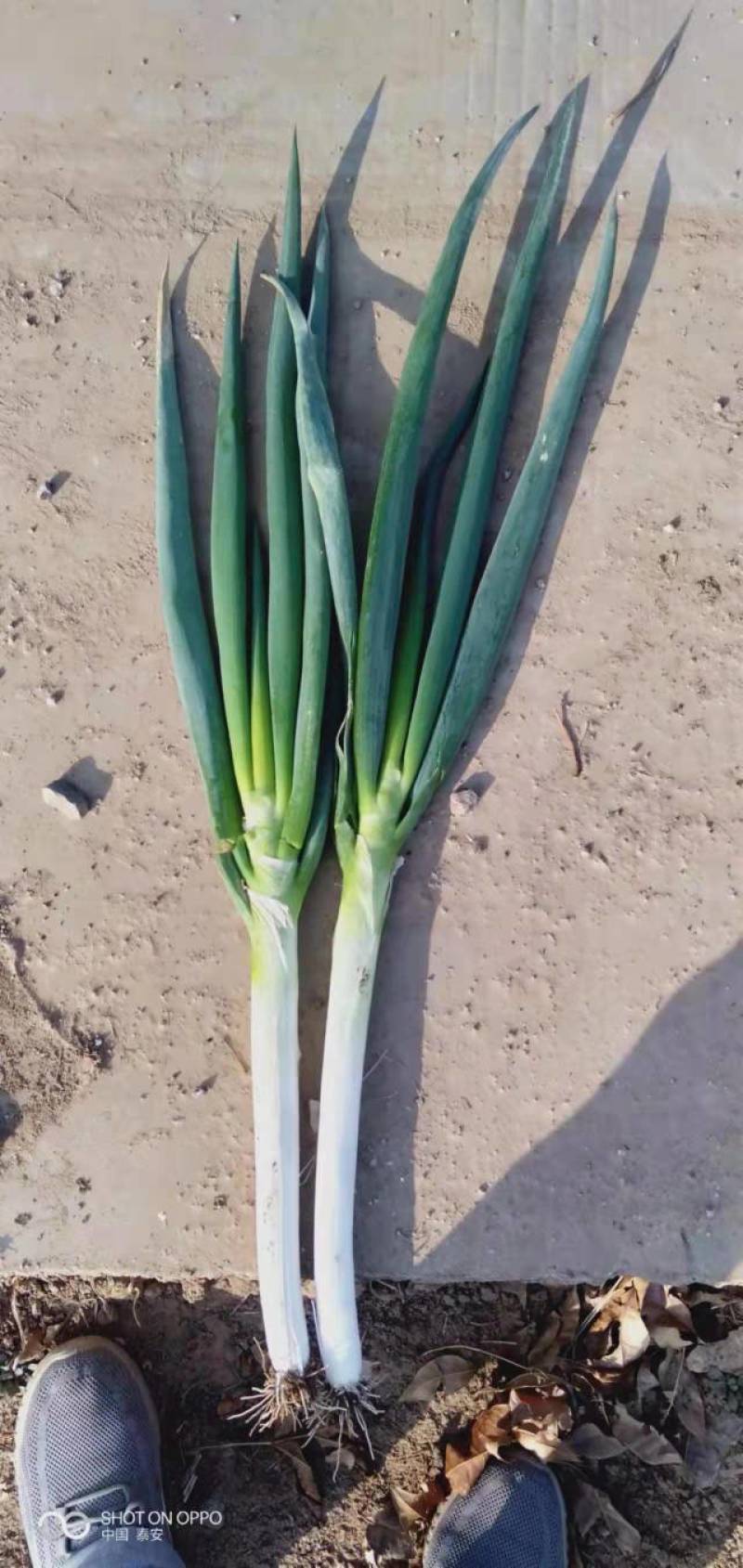 精品市场铁杆大葱葱白30-----40公分货源充足