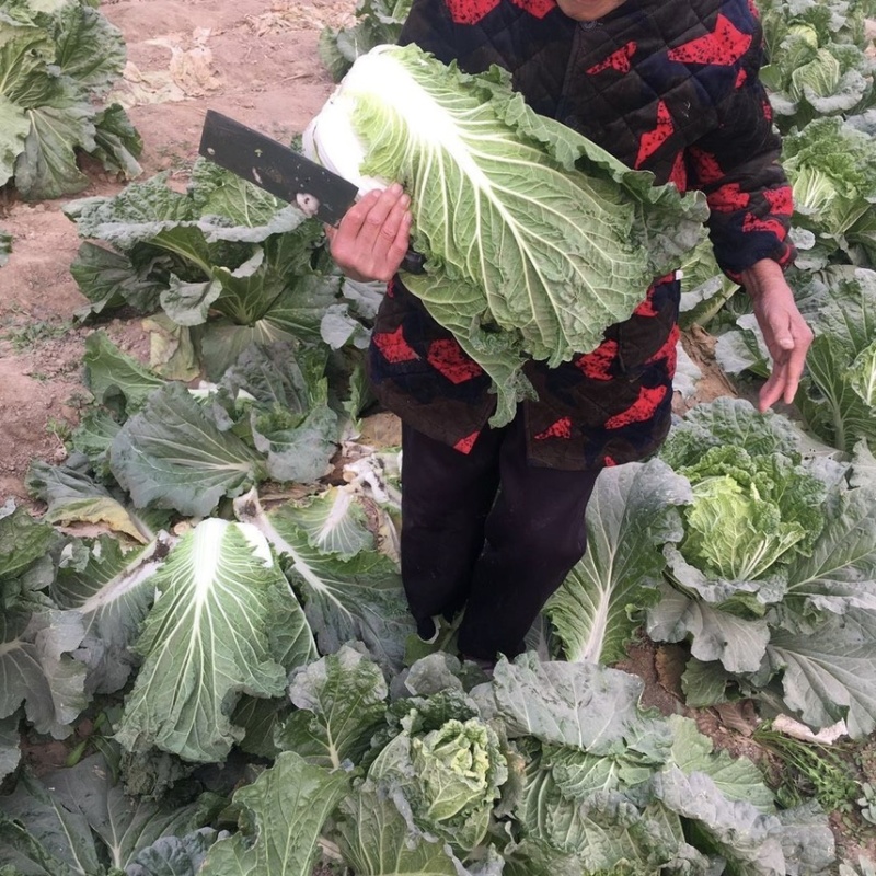 山东大白菜百亩基地产地直销售完即止需要的老板与我联系