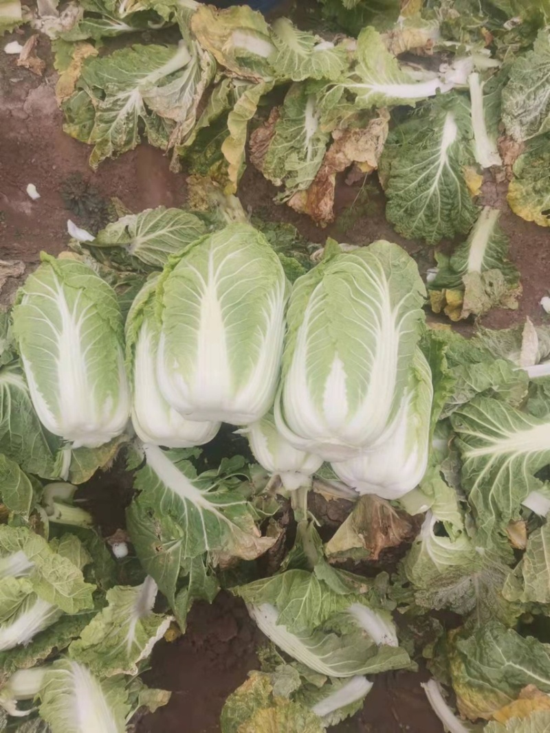 山东大白菜百亩基地产地直销售完即止需要的老板与我联系