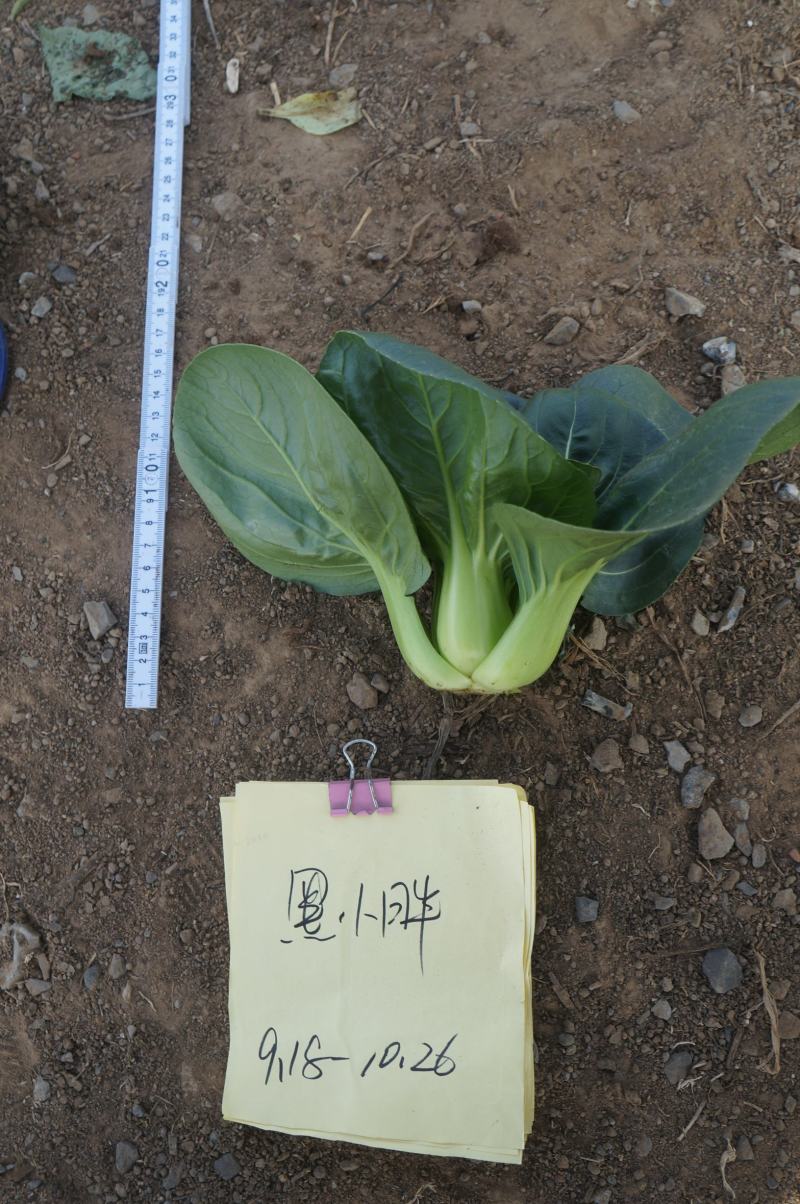 青硕黑小胖青梗菜种子矮萁黑绿束腰抗病苏州青油菜种子