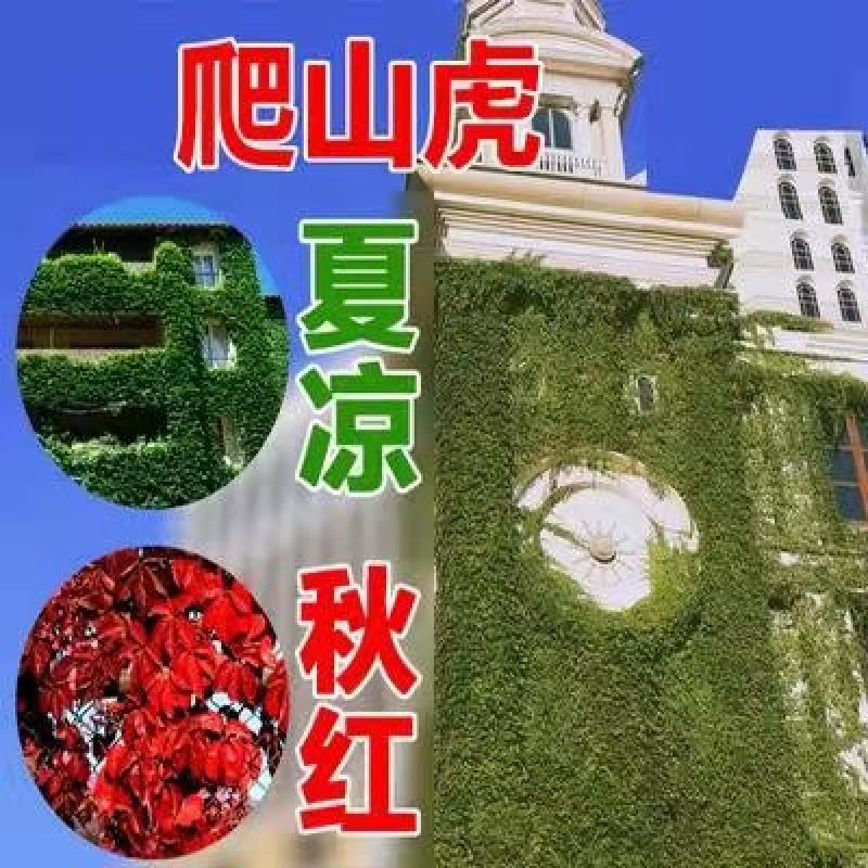 爬山虎种子红葛趴山虎红葡萄藤巴山虎种子爬藤四季常青