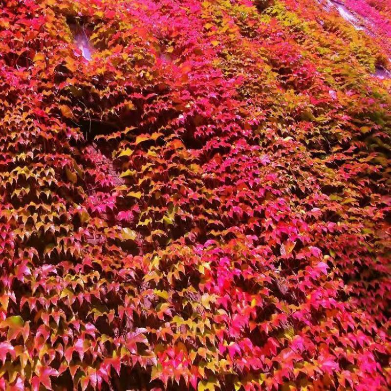 爬山虎种子红葛趴山虎红葡萄藤巴山虎种子爬藤四季常青