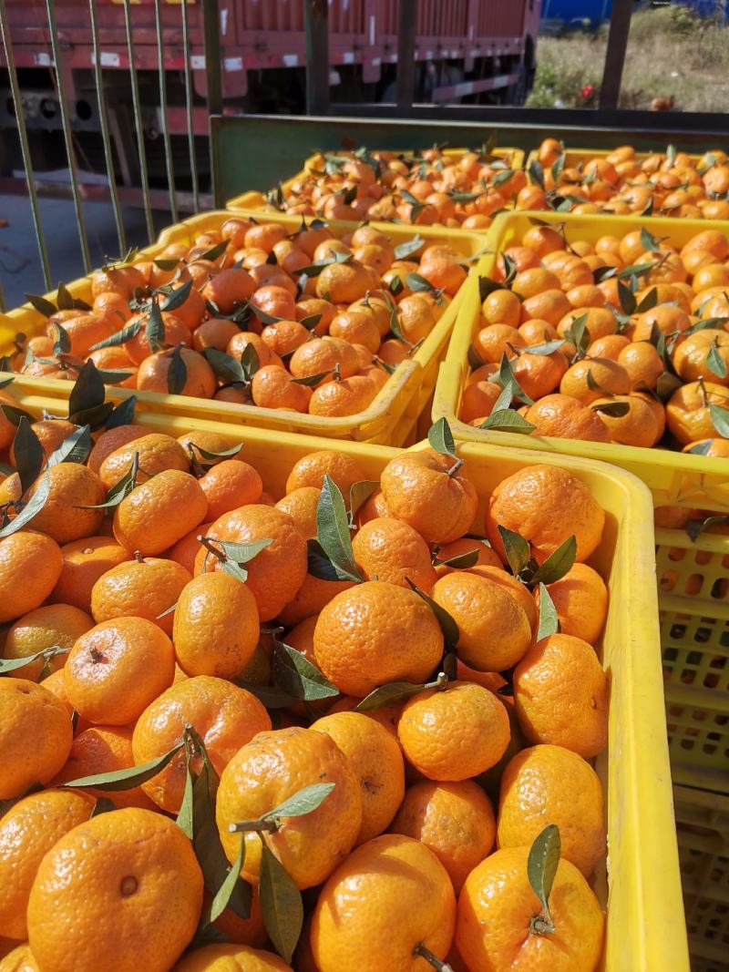 精品棉桔（蜜广）广西产地直供柑橘口感甘甜美味对接大型市场