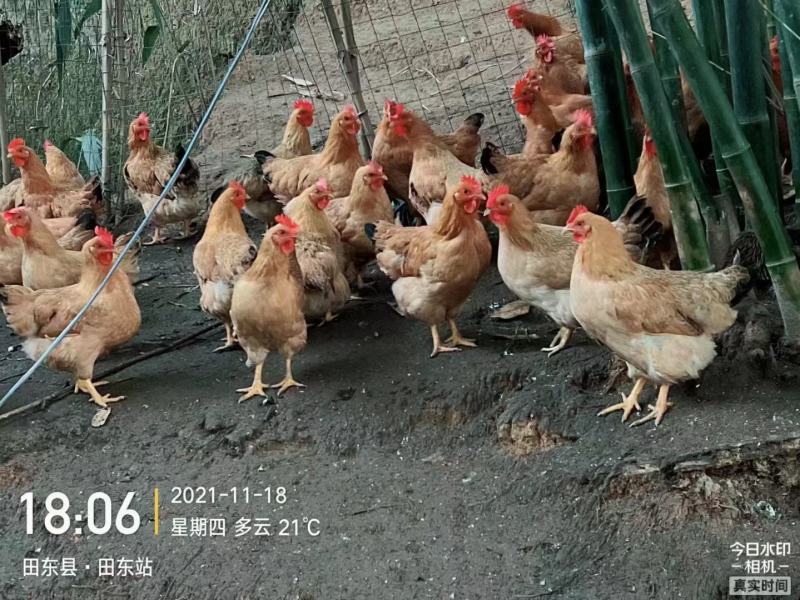 凤翔苗正土，均重3.5斤，鸡健康放养毛水漂亮在田东