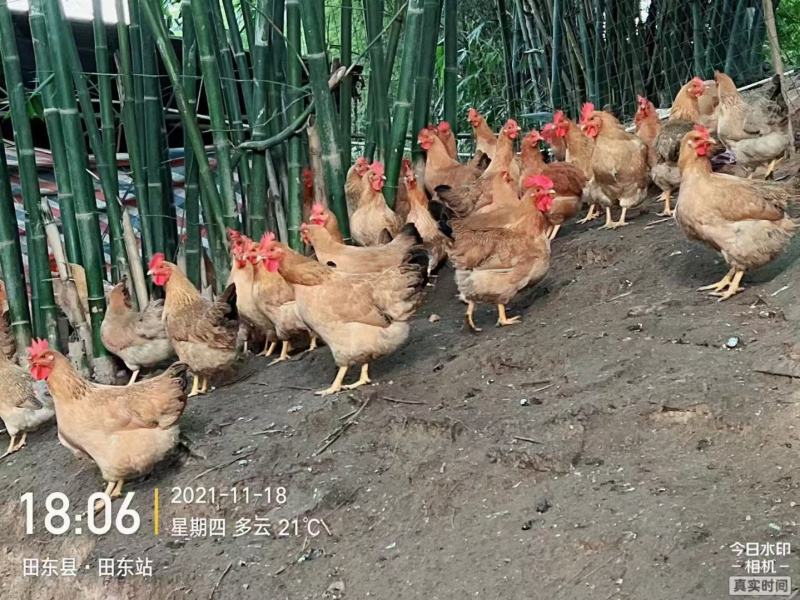 凤翔苗正土，均重3.5斤，鸡健康放养毛水漂亮在田东