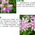 小冠花种子护坡灌木种子全国发货量大优惠