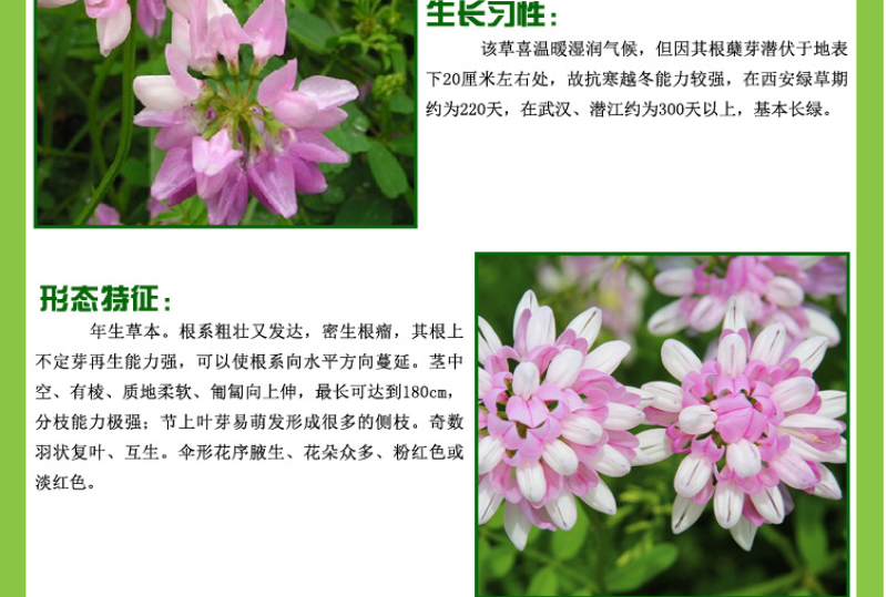 小冠花种子护坡灌木种子全国发货量大优惠