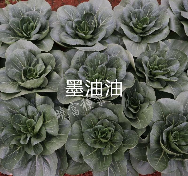 晓富墨玉青梗菜种子大头束腰青菜耐热耐雨口感甜嫩菜种子