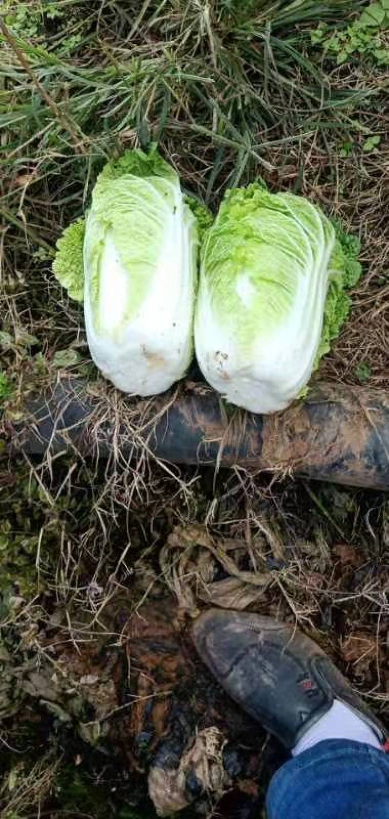内黄精品果蔬娃娃菜，大颗娃娃菜小菜绿菜诚信经营