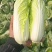 内黄精品果蔬娃娃菜，大颗娃娃菜小菜绿菜诚信经营