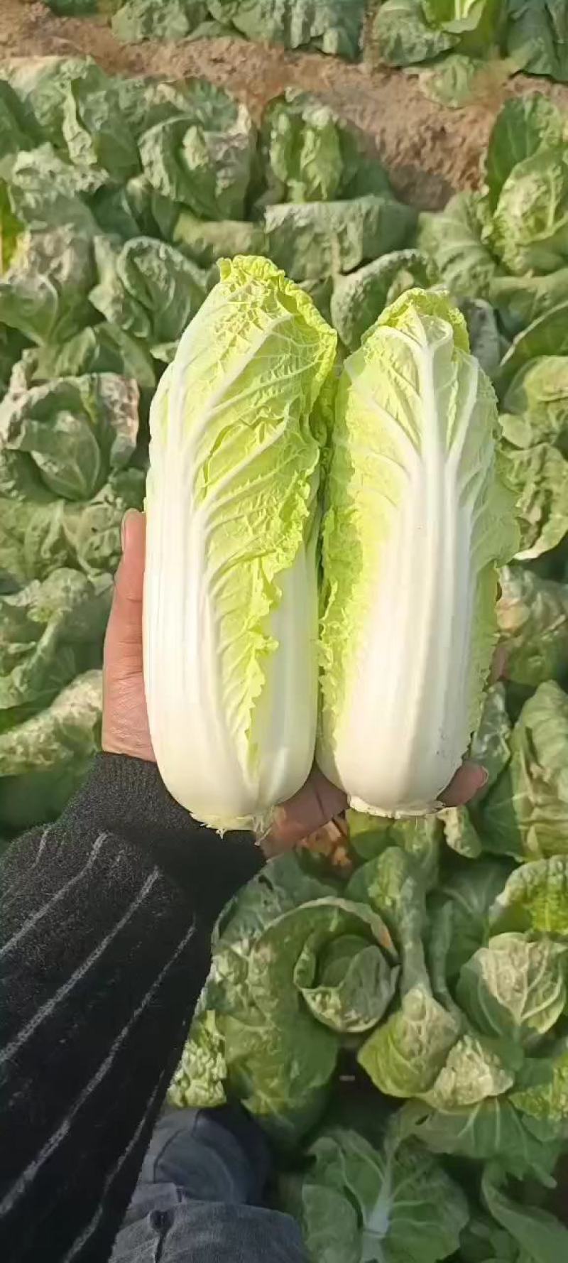 内黄精品果蔬娃娃菜，大颗娃娃菜小菜绿菜诚信经营