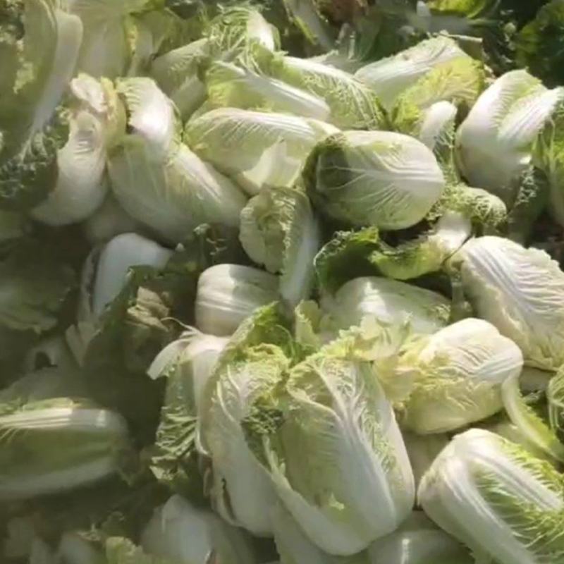 内黄精品果蔬娃娃菜，大颗娃娃菜小菜绿菜诚信经营