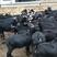 贵州威宁县高原放养黑山羊。有母羊，公羊，e阉公羊。
