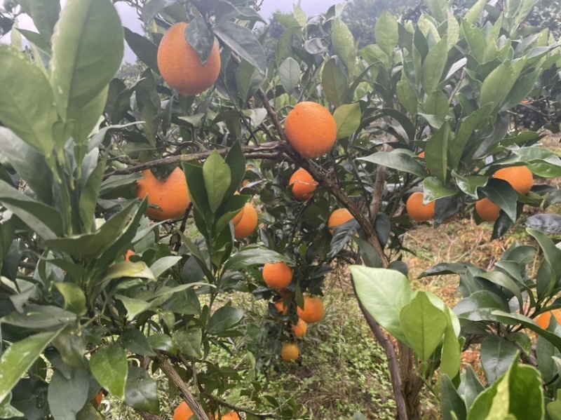 【精品推荐】脐橙大量上市现摘现发全国批发超市档口供货