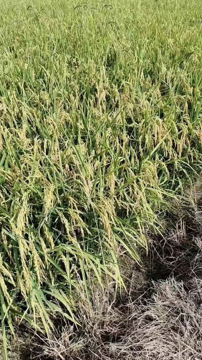 稻谷稻花香水稻（细长型香香）量大从优对接全国市场