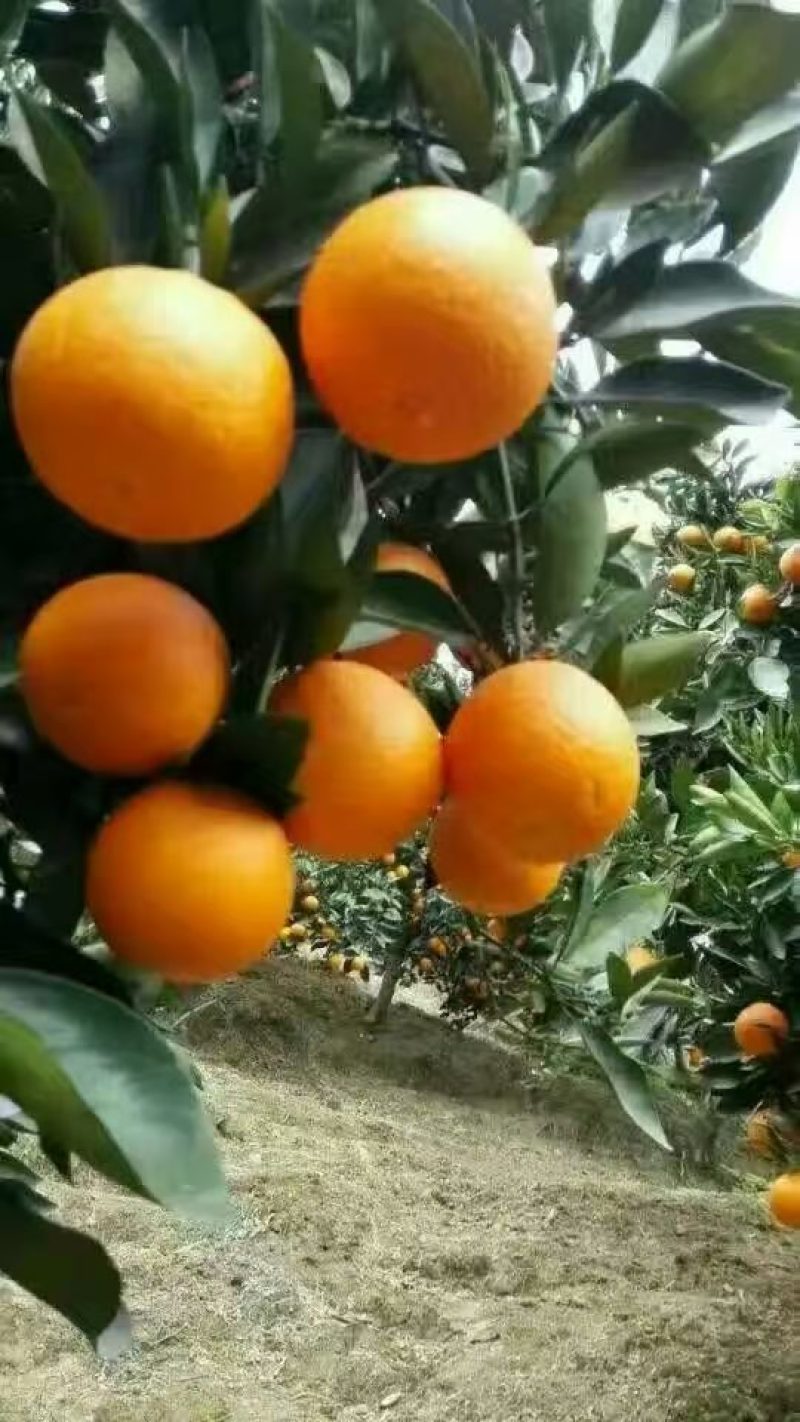 秭归脐橙果园看货，现订现摘自家果园无中间商