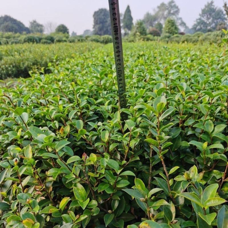 茶梅满堂红四季常青盆栽别墅庭院耐寒耐旱四季好养非温度