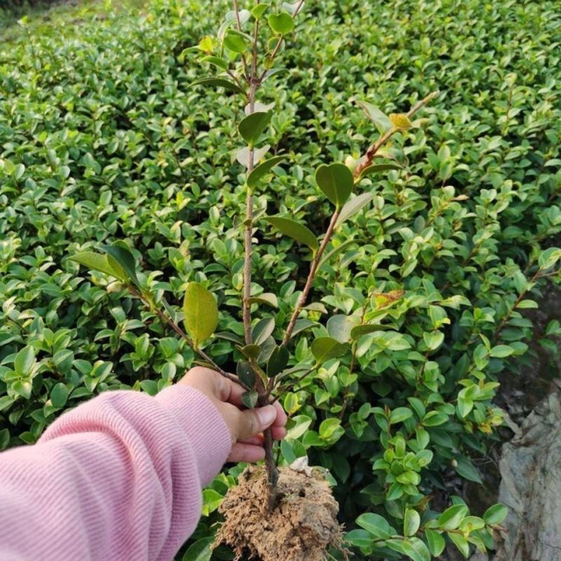 茶梅满堂红四季常青盆栽别墅庭院耐寒耐旱四季好养非温度