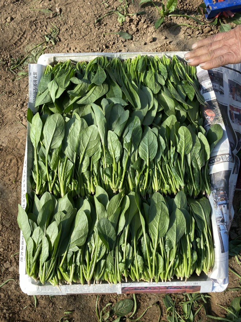 菠菜，精品小菠菜，山东潍坊菠菜，大叶菠菜，火锅小菠菜