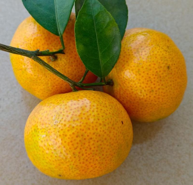 砂糖橘广西砂糖橘纯甜柑橘一手货源，基地直供欢迎订购