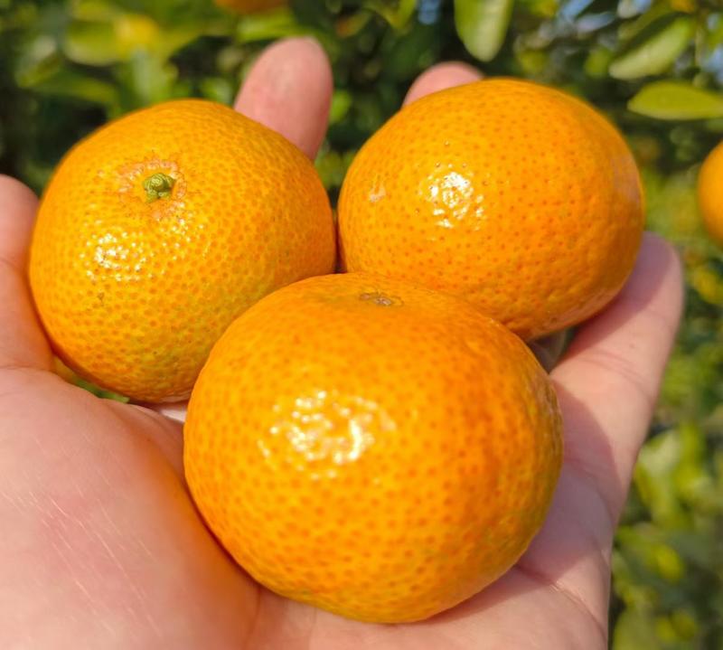 砂糖橘广西砂糖橘纯甜柑橘一手货源，基地直供欢迎订购