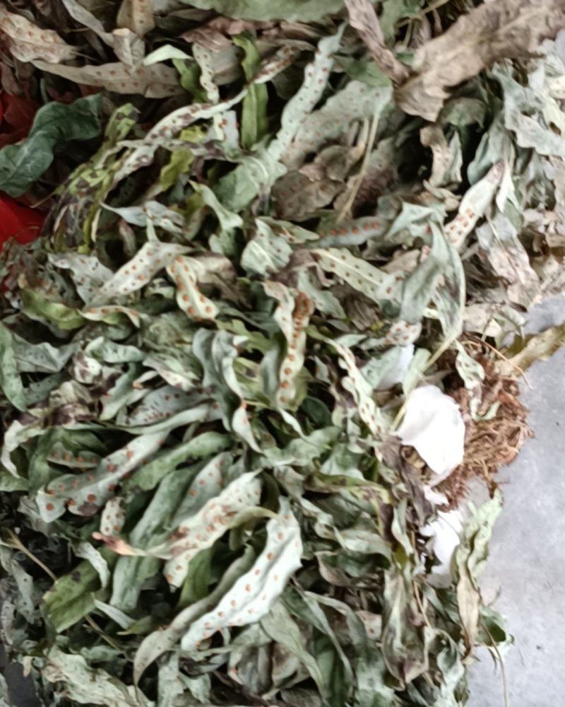 金鸡脚野生干统货，货源来自贵州省遵义市绥阳县