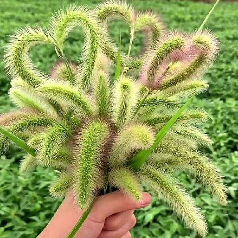 狗尾草种子狗尾巴草稗子草种子多年生耐旱草种护坡