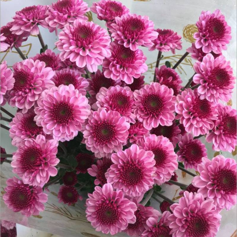 昆明云南小菊花基地直销，颜色规格齐全，现摘现发