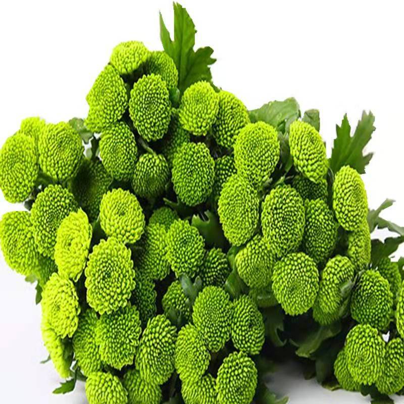 昆明云南小菊花基地直销，颜色规格齐全，现摘现发