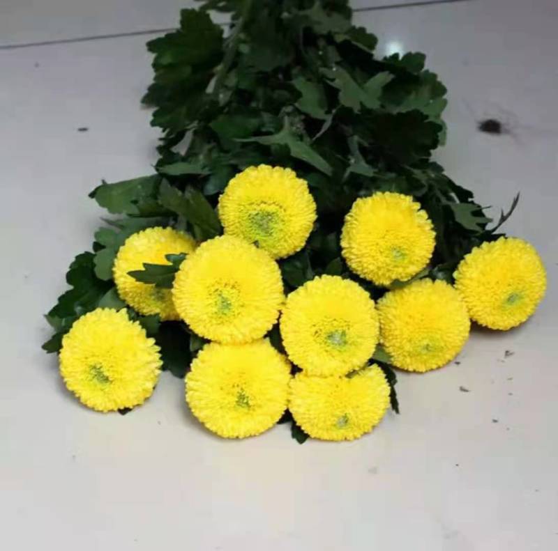 昆明云南小菊花基地直销，颜色规格齐全，现摘现发