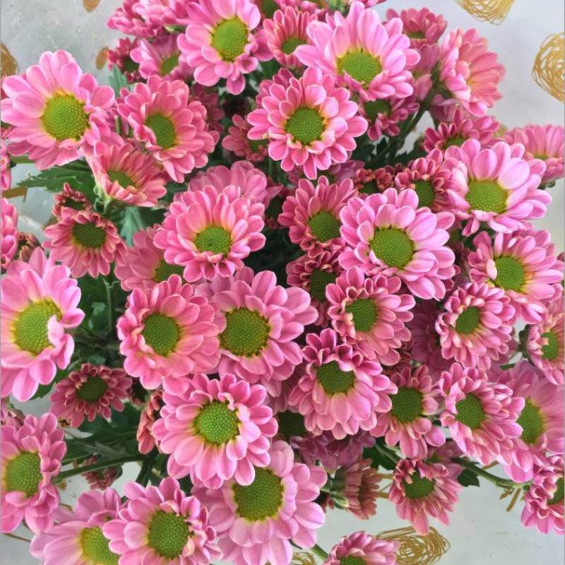 昆明云南小菊花基地直销，颜色规格齐全，现摘现发