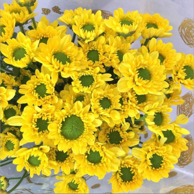 昆明云南小菊花基地直销，颜色规格齐全，现摘现发