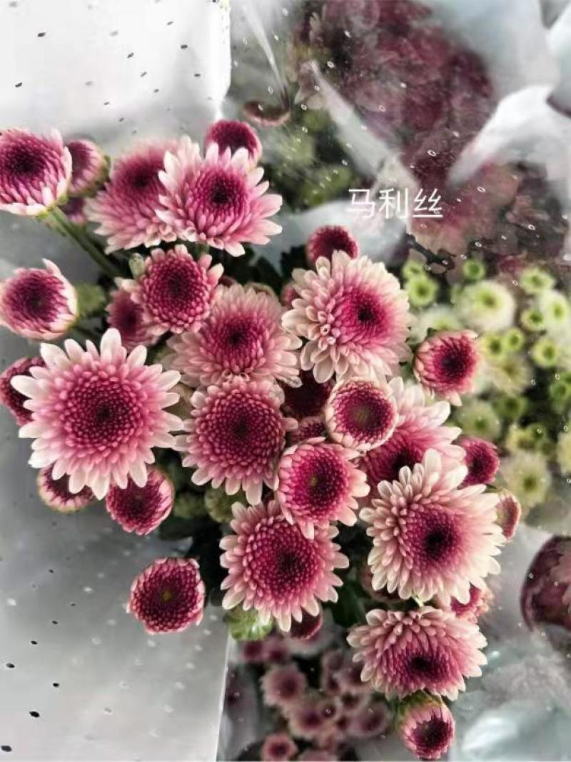 昆明云南小菊花基地直销，颜色规格齐全，现摘现发