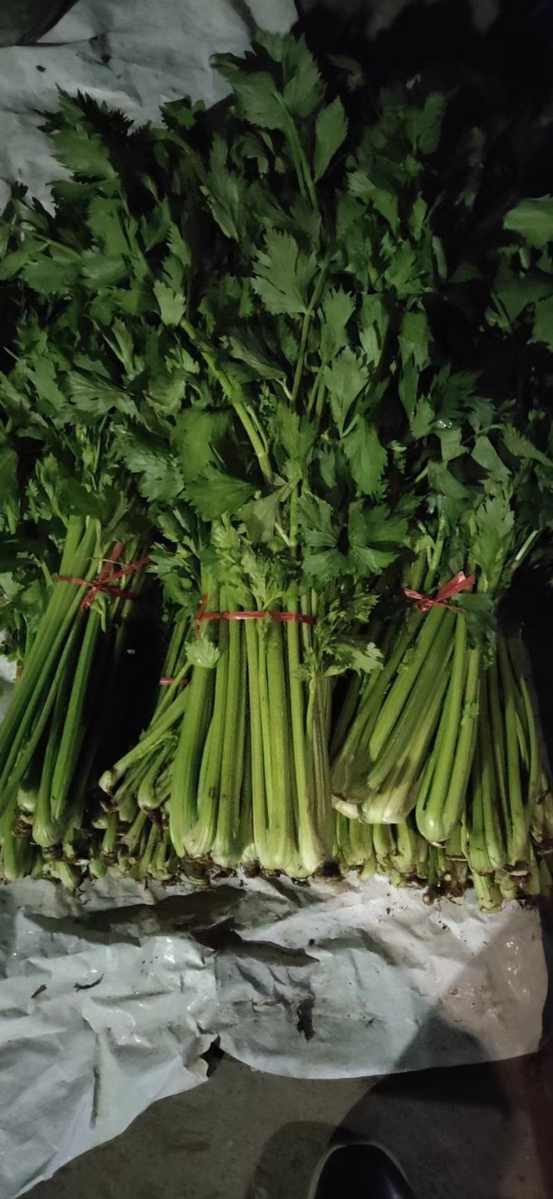 河北邯郸香芹芹菜精品产地直供质量保证质量好需要联系