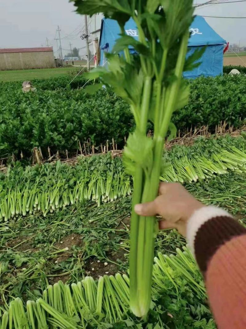 河北邯郸香芹芹菜精品产地直供质量保证质量好需要联系
