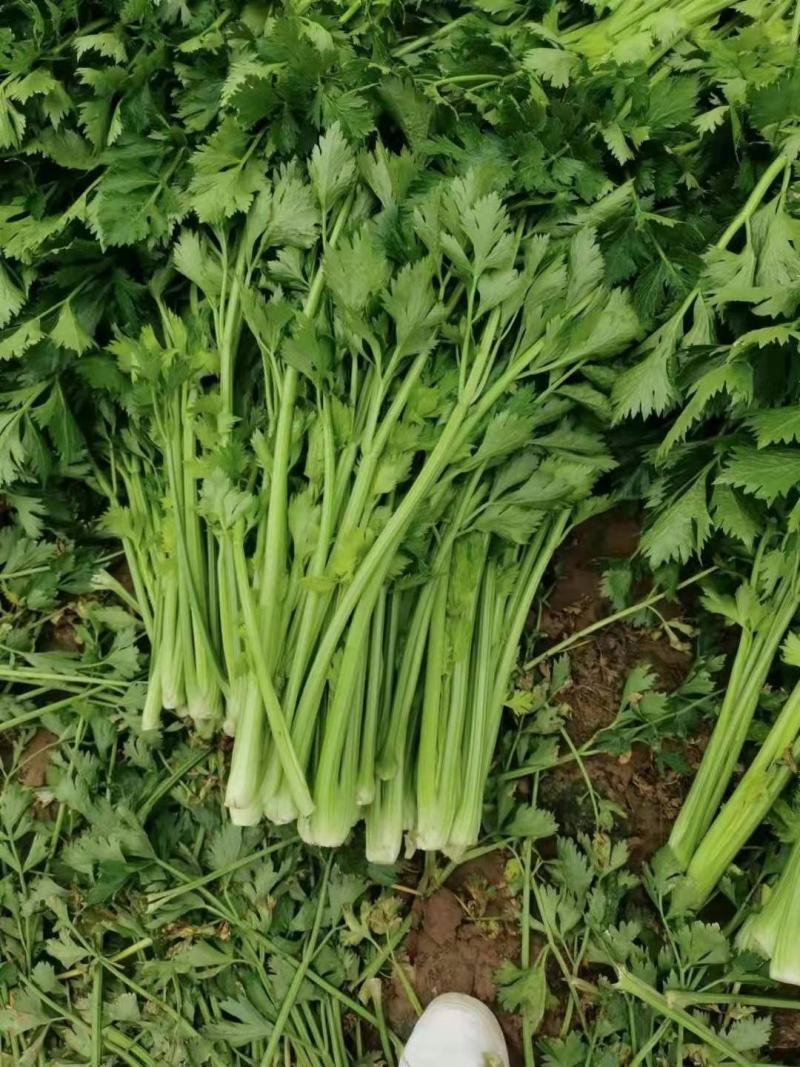 河北邯郸香芹芹菜精品产地直供质量保证质量好需要联系