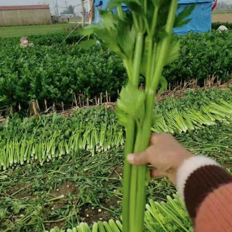 河北邯郸香芹芹菜精品产地直供质量保证质量好需要联系